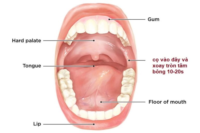 Quy trình lấy mẫu bệnh phẩm niêm mạc miệng