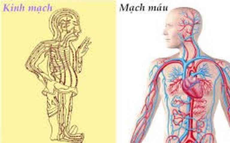 Các mạch máu và kinh mạch trong cơ thể được đả thông dễ dàng nhờ việc sử dụng vật lý trị liệu bằng điện sinh học 