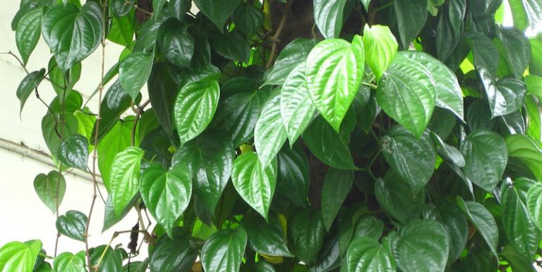 đau mắt đỏ đắp lá trầu không